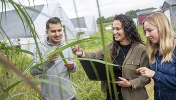 Three people examine tall green plants while one of them holds a laptop, standing outdoors near greenhouse structures.