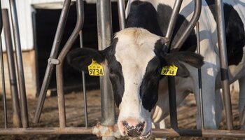 A black and white cow with yellow ear tags numbered 9734 stands with its head through a metal gate in a barn.