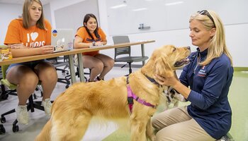 A woman kneels to pet a golden retriever wearing a purple harness while two students sit at a table in the background, one of whom is using a laptop.