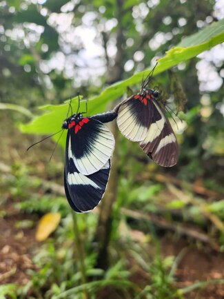 Two butterflies with black, white, and red markings rest on a green leaf in a natural, forested environment.