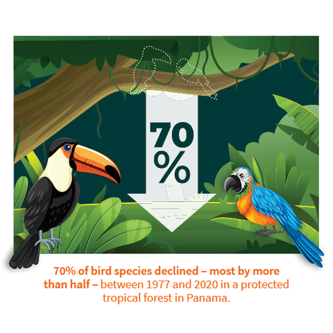 graphic of tropical birds in a jungle