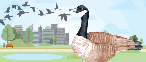 Canada goose looks up at a passing flock against an urban skyline