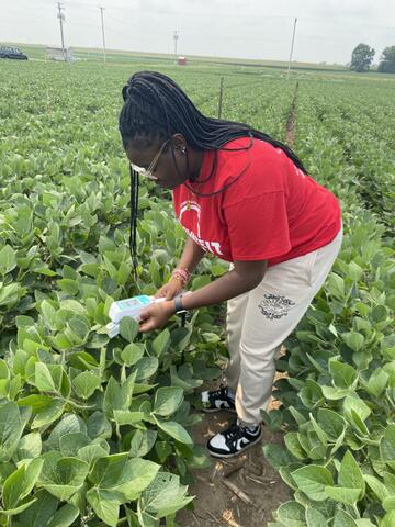 Munirat Ibrahim tests soybeans.