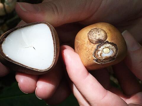tagua seed
