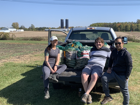 Students harvest low-oil corn developed by Stephen Moose.