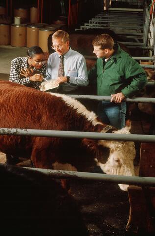 Doug Parrett stands next to two students with a cow in the foreground. 