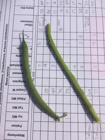 A snap bean on the left and a similarly sized segment of waterhemp stem on the right.