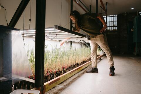 A person leans over a group of plants growing under lights inside a dim building.