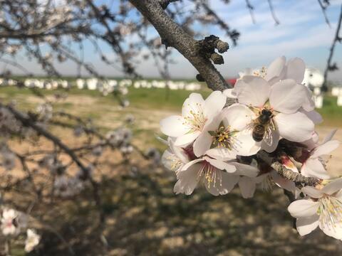 A bee in an almond blossom