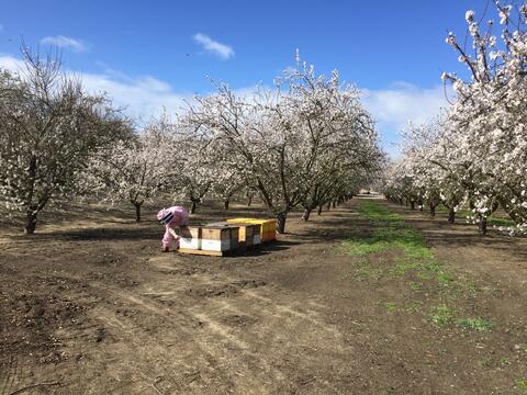 Bee hives and almond trees