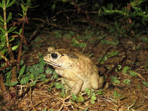 A yellowish tan colored toad with black markings and warts sitting on the ground with plants growing nearby