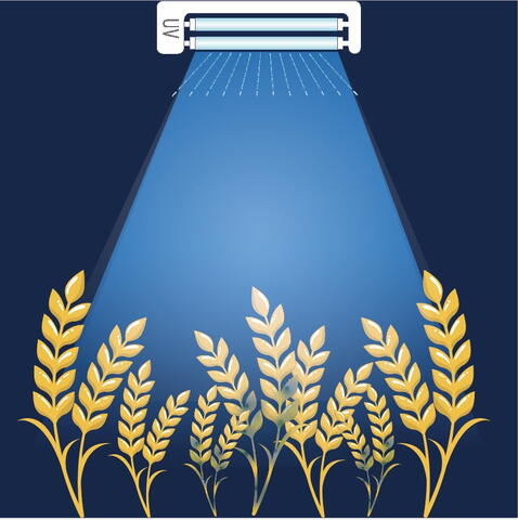 A graphic showing wheat seedheads with a blue light shining from above