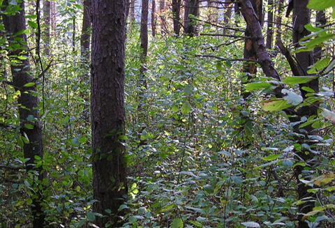 A dense forest with tall weeds growing between trees