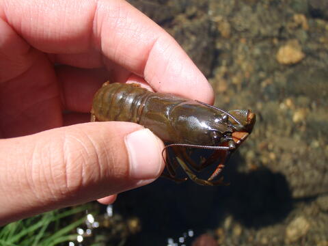 Small brown crayfish held in a researcher's hand