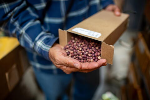 A person holds a box of burgundy seeds that are spilling out into a hand