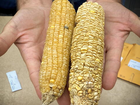 Two dried corn cobs in a pair of hands
