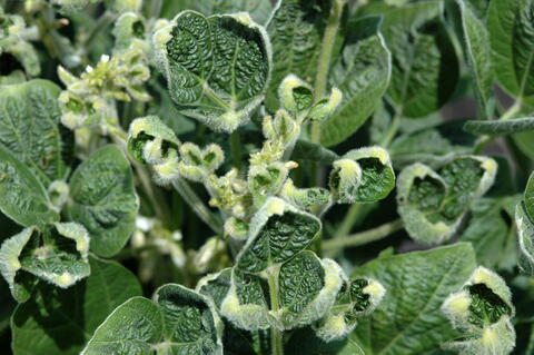 A closeup of soybean leaves showing a characteristic cupped growth pattern