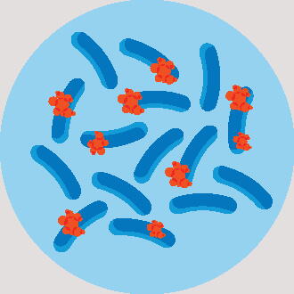 Blue rod shapes against a light blue background. Some rods have red squiggles attached.
