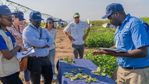 People look at leaves displayed on a table outdoors with irrigation piping and vegetation in the background
