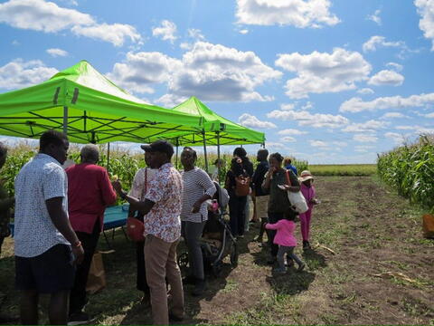 A group of people gather around tables under lime green tent canopies in a corn field.