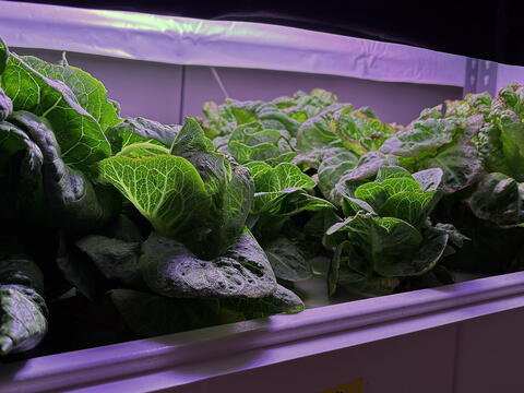 Lettuce greens growing in a hydroponic setup under a purplish light
