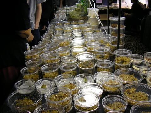 Hundreds of small plastic containers on a tabletop. Each is filled with moss and an amphibian.