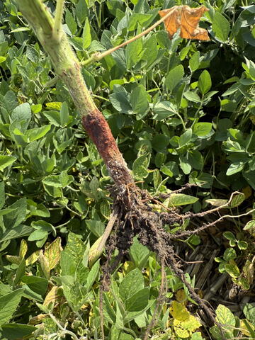 The base of a soybean plant that has been pulled out of the soil. The lower stem is reddish brown and the roots are insubstantial.
