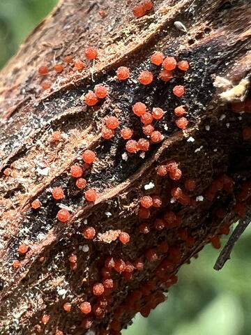 Close up photograph of red spheres attached to a brownish stem. 