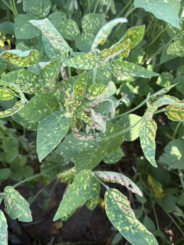 Foliar symptoms of red crown rot, yellowing patches on green leaves
