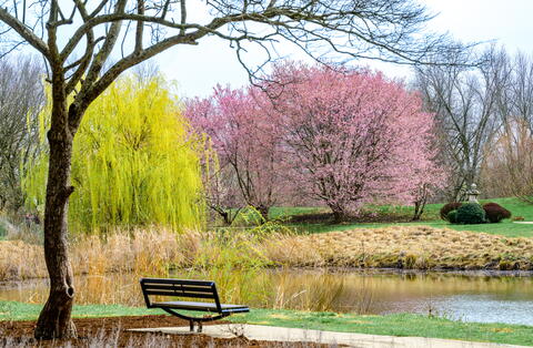 Japan House garden, overlooking a pond - spring day