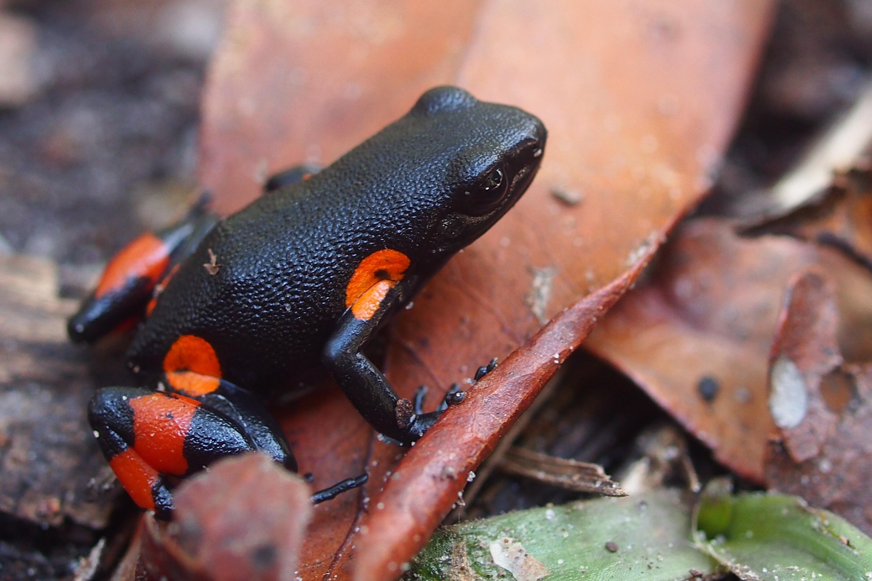 A harlequin mantella frog
