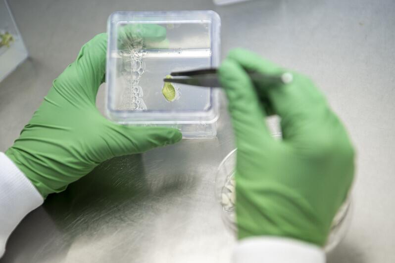 crop science lab work