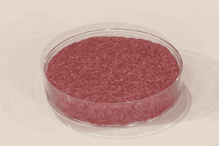 cultured meat