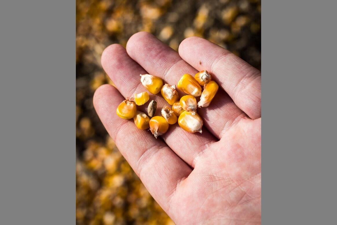 close-up of corn in an open hand
