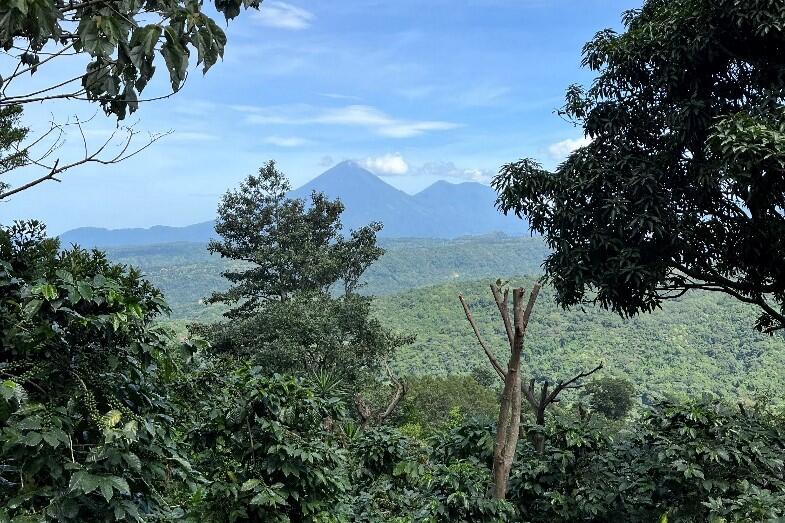 View of the Atitlan volcano from one of the coffee farms in Yepocapa, Guatemala.
