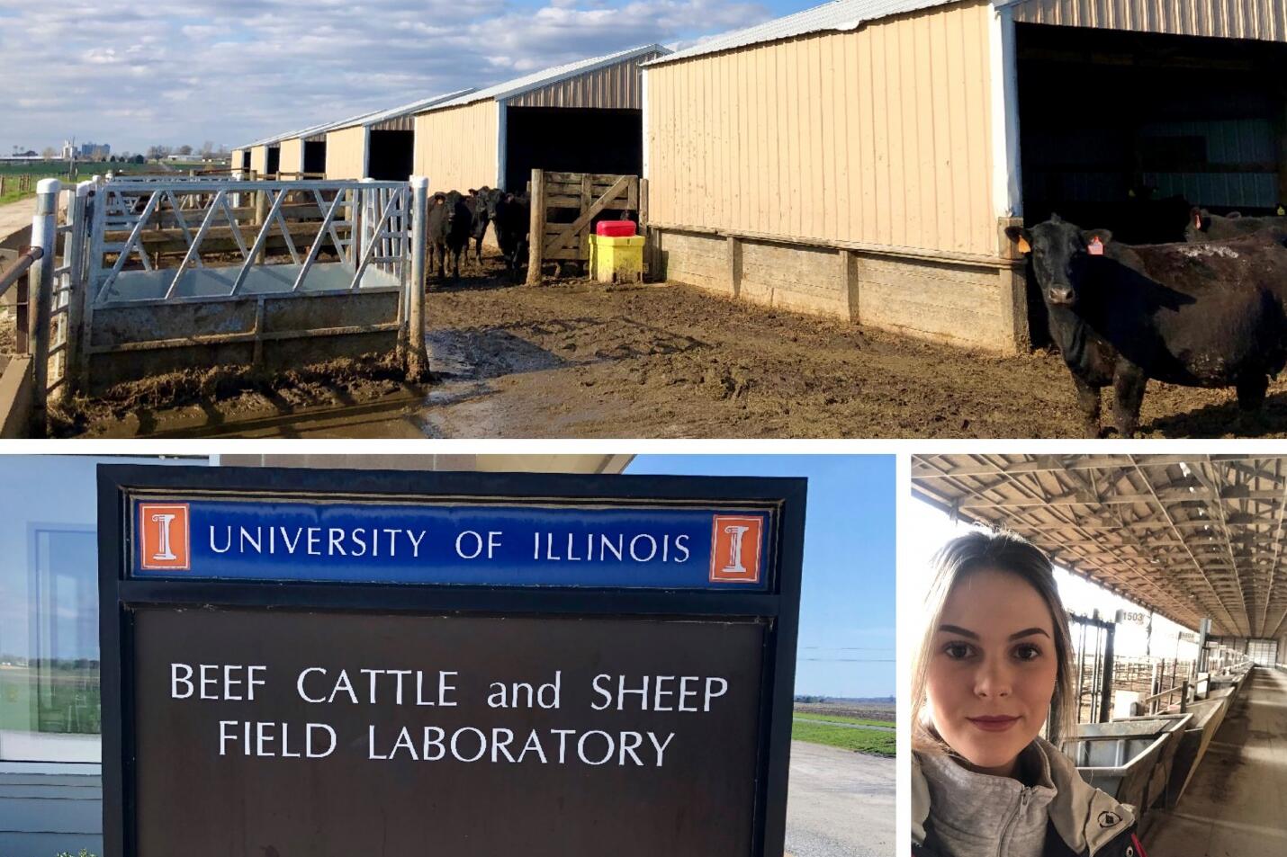 Collage of Molly, Beef Cattle and Sheep Field Laboratory sign, and beef cattle in a barn lot