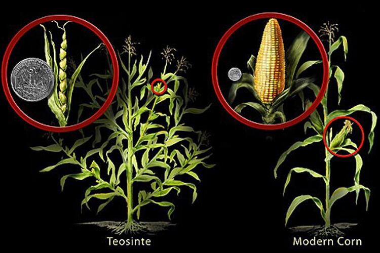 Teosinte and corn