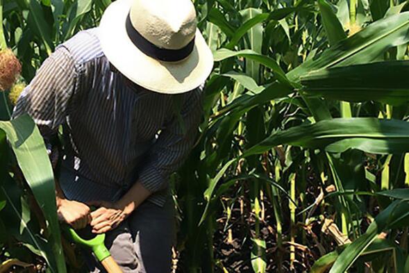 A person in a corn field with a shovel