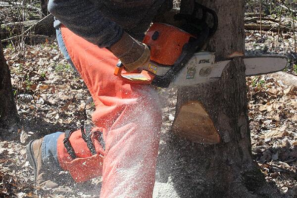 Student with chainsaw cutting into a tree