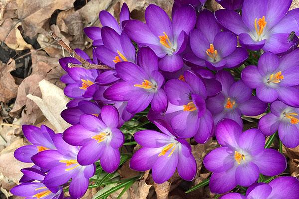 Purple crocus emerging from dead leaves