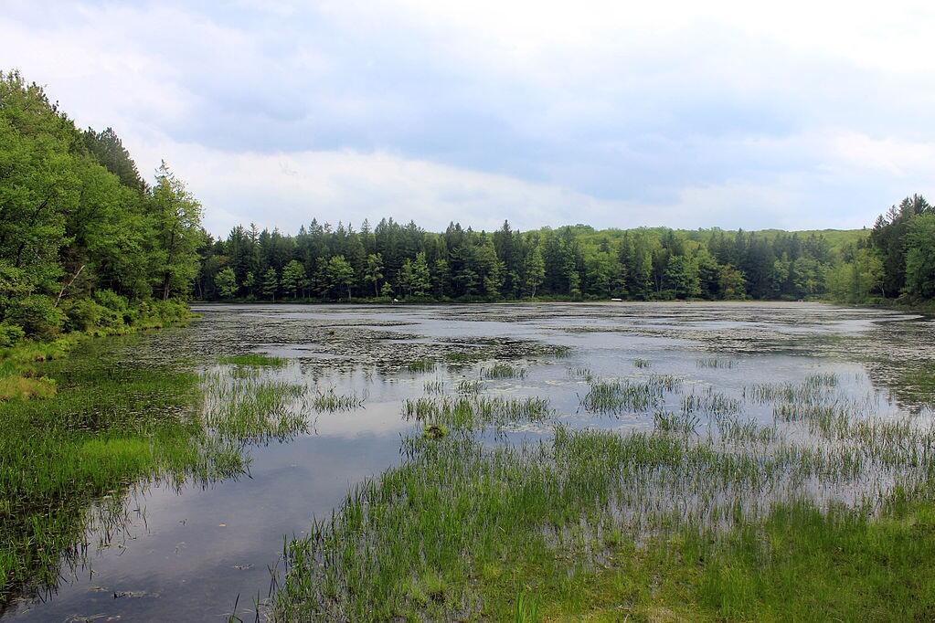 Wetland Ecosystems