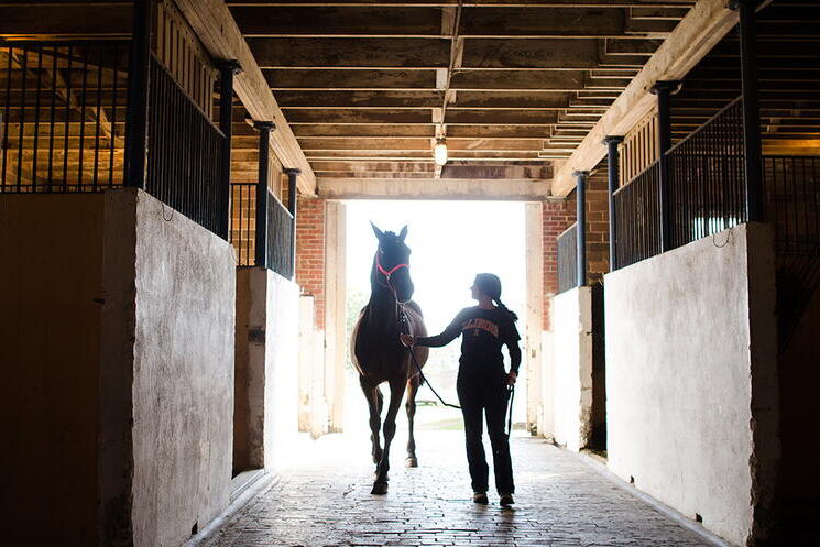 A woman leads a horse past horse stalls down a shadowy aisle. 