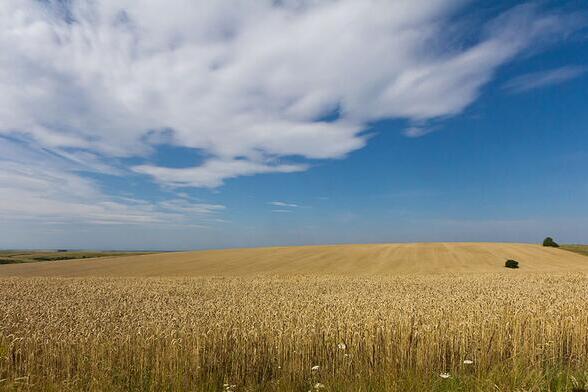 Wheat field in Ukraine. Photo: Raimond Spekking/Wikimedia Commons. Wheat field in Ukraine