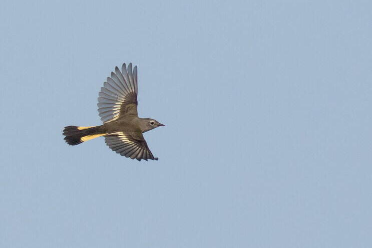 Grey bird flying with wings outstretched against blue sky