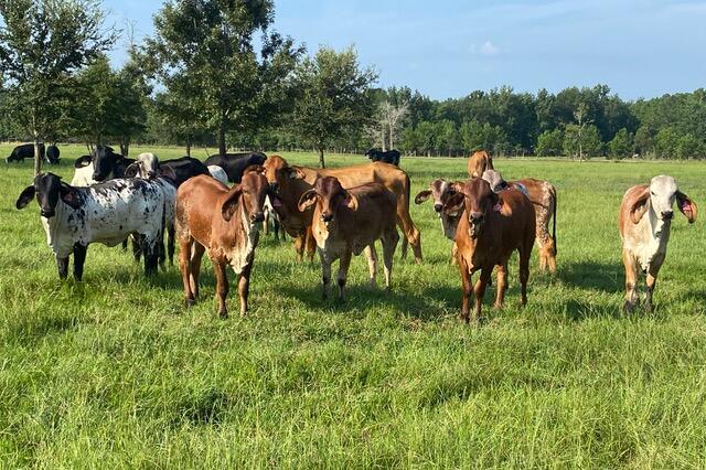 Herd of quarter-Holstein, three-quarter-Gyr cattle Herd of cows on green pasture