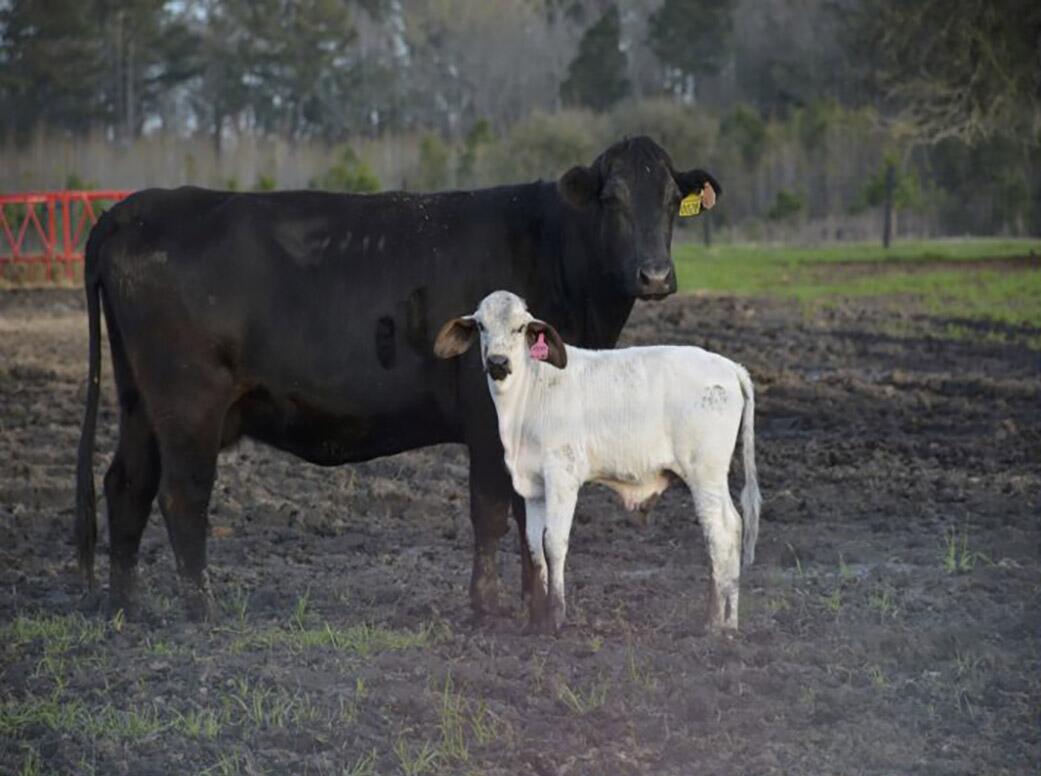 Could super-charged cattle embryos solve world food challenges?