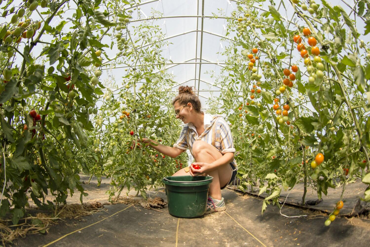 Events keep rolling through August during U of I’s Agronomy Days