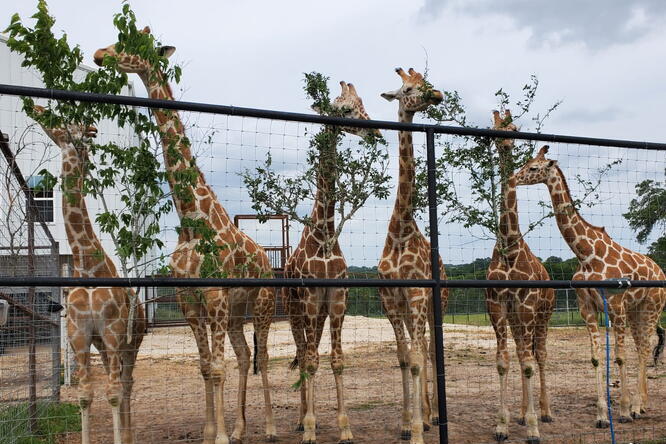 Six giraffes in a row near a fence, eating foliage from branches attached to it. There are trees and a gray sky in the background.