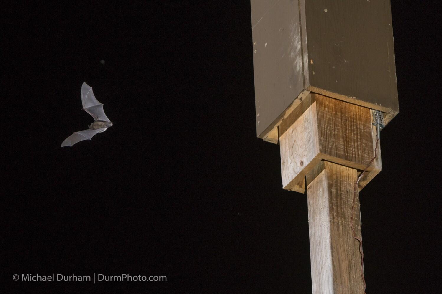 Love bats? Think twice about that bat box, experts say