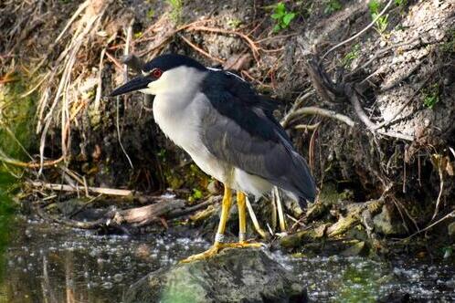 A black-crowned night heron with visible leg bands perches on a rock in a stream.